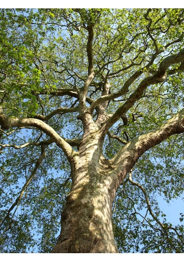 Çınar Fidanı - 80-100 Cm Boyunda, Gölgeli Ağaç Fidanı