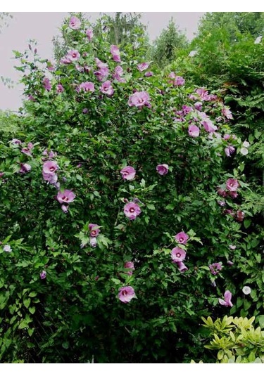 Ağaç Hatmi Fidanı 60-80 Cm Boyunda, Renkli Çiçekli Bahçe Bitkisi