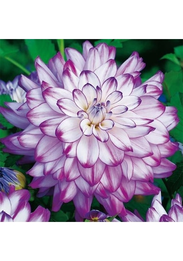 Büyük Çiçekli Who Dun It Yıldız Dahlia Çiçeği Soğanı Yumrusu 1 Adet