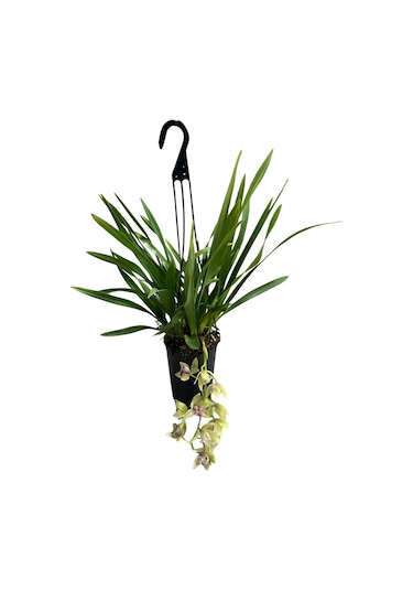 Cymbidium Cascade 'harwin' Simbidyum Orkide