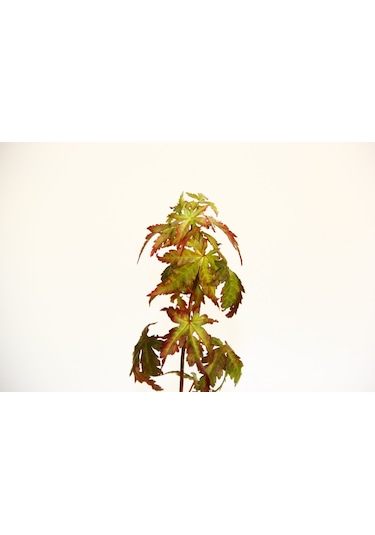 Bonsai Japon Akçaağacı N11.138