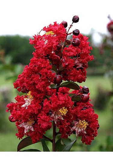Siyah Oya Fidanı Kırmızı Çiçekli 1-2 Yaş Arası
