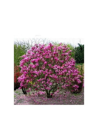 Magnolıa Soulangeana Susan Yoğun Kokulu Pembe Çiçekli Manolya Fidanı