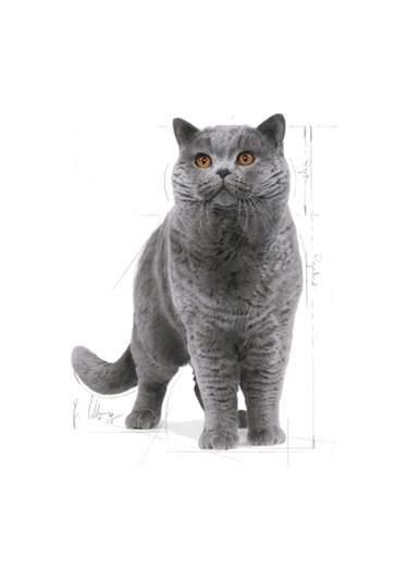 British Shorthair Yetişkin Kedi Maması 2 Kg 2 Adet Pouch Hediyeli