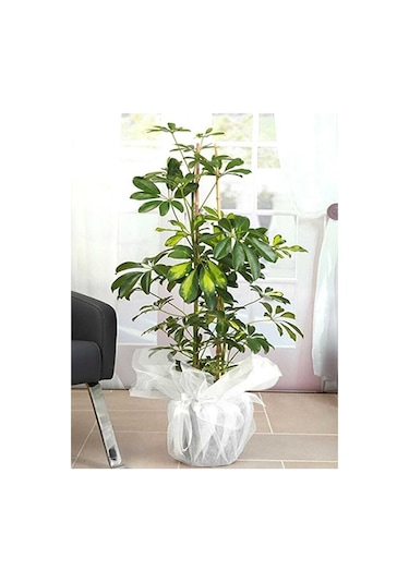 Thebestonline Schefflera - Şeflera -alaca 5 Parmak Bitkisi 75-80