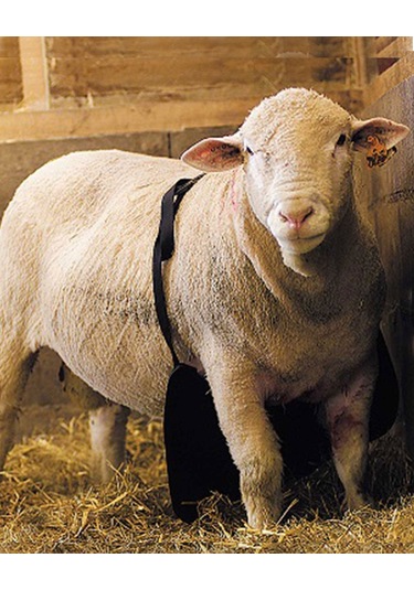 Çiftleşme Önleyici Kılavuz Koç Önlüğü Uzun