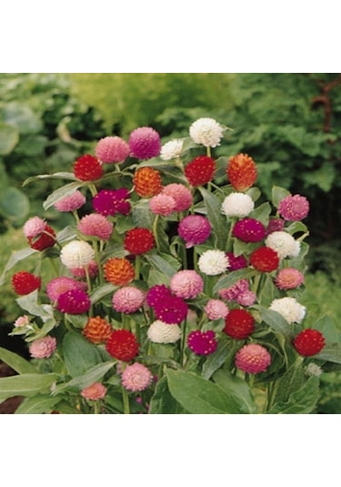 Gomphrena Globosa Beyaz Medine Çiçeği Tohumu 50 Tohum