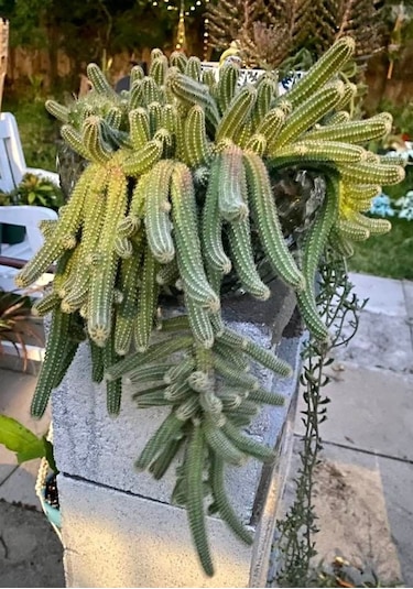 Yılan Kaktüs Chamaecereus Silvestris 10 Adet