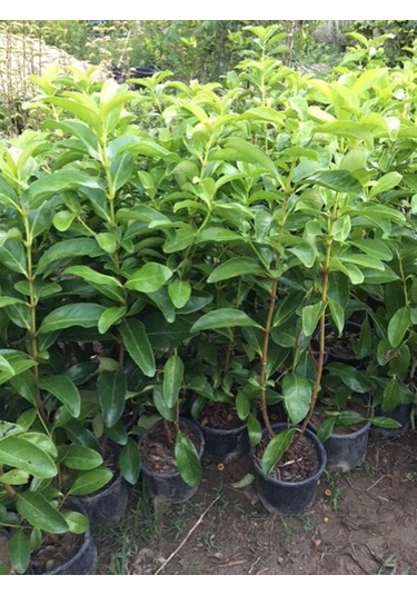 Saksıda Kartopu Viburnum Lucidum Fidanı 80-110 Cm 1 Adet Doğal Çit Duvar