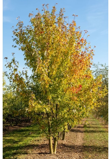 Göz Alıcı Sonbahar Renkleri İçin Şeker Akçaağaç Fidanı 2 Yaş