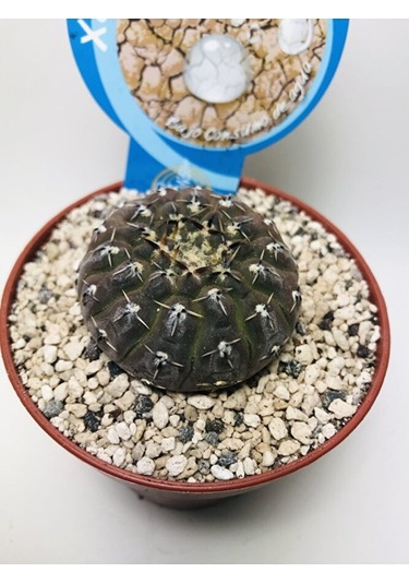 Gymnocalcycium Stellatum Özel Tür Kaktüs