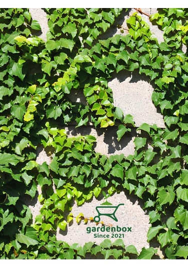 Hedera Helix Sarmaşığı Saksıda 1 Adet 30-40cm