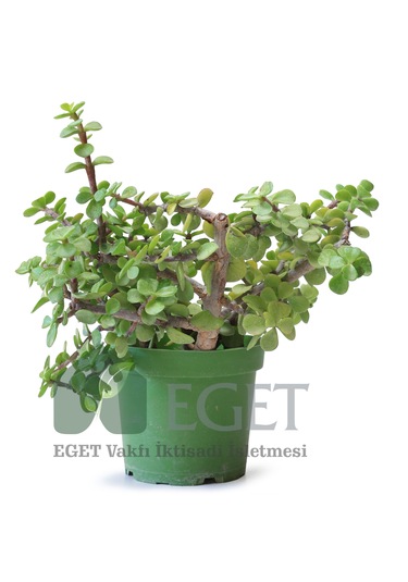 Yeşim Ağacı/filazığı Portulacaria Afra 15-20 Cm