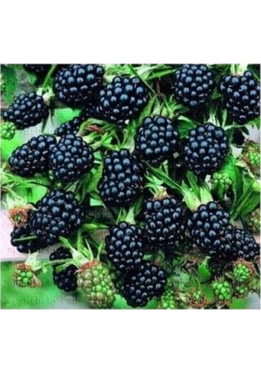 Jumbo Böğürtlen Fidanı Açık Kök 40-80 Cm