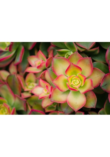 Aeonium Kiwi - 50 Adet Sukulent - Teraryum Bitkisi