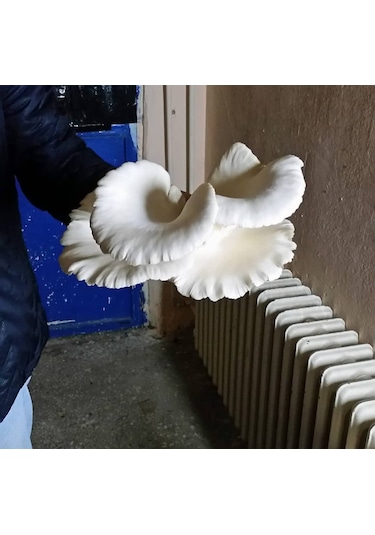 2.5 Kg İstiridye Mantar Tohumu Ekim Poşeti Hediyeli 1 adet