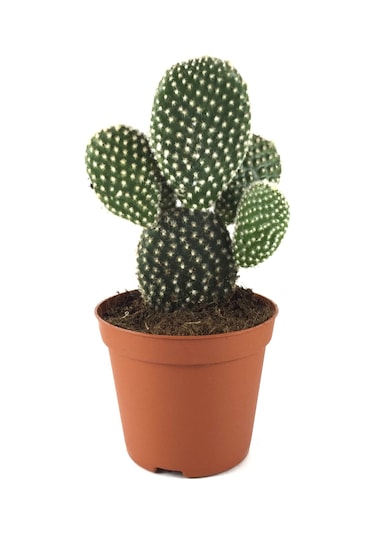 Opuntia Microdasys 'Albata' (Kaktüs) Ø8,5 CM Y10-15 CM