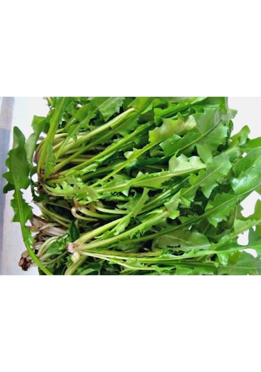 Süper Paket Nadir Hindiba Tohumu Hindibağı Tohumu 400 Adet Tohum