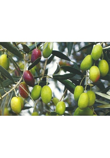 2 Yaş Tüplü Sarı Ulak Zeytin Fidanı Boy 130-150 Cm