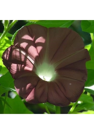 Knowlians Gündüz Sefası Çiçeği Tohumu 10 Tohum