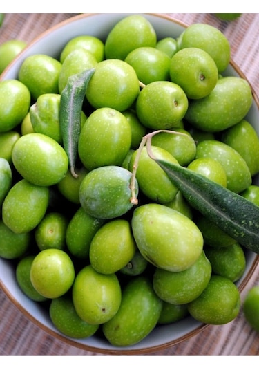 2 Adet Gemlik Trilye Zeytin Fidanı Tüplü 2 Yaş