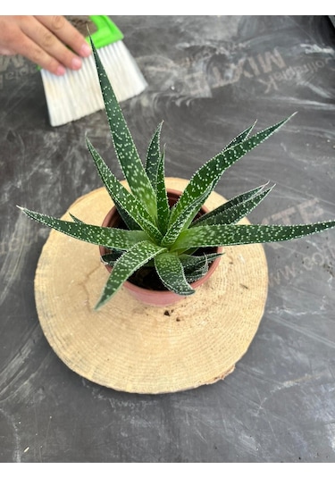 Haworthia Sukulent 8.5 Cm Saksıda