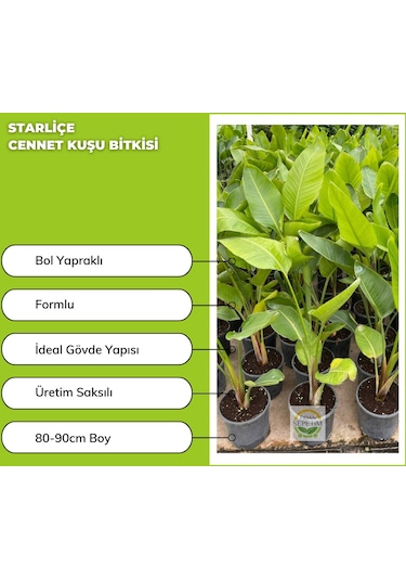 Starliçe Cennet Kuşu Bitkisi 90cm