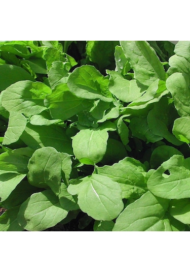 Büyük Yapraklı Roka Fidesi 5  Adet