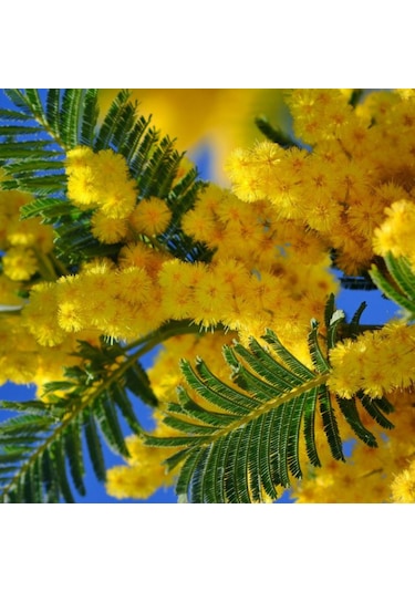 Bahçevilya 2 Yaş Tüplü Mimoza Çiçeği Acacia Dealbata Fidanı