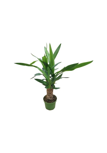 Yuca Gigantea Yuka Çiçeği Ø12 Cm Y30-35 Cm