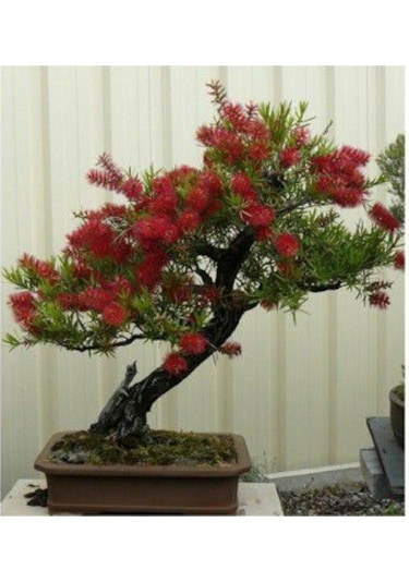 Bodur Bonsai Callistemon Ağacı Tohumu 5 Tohum+Saksı+Toprak+