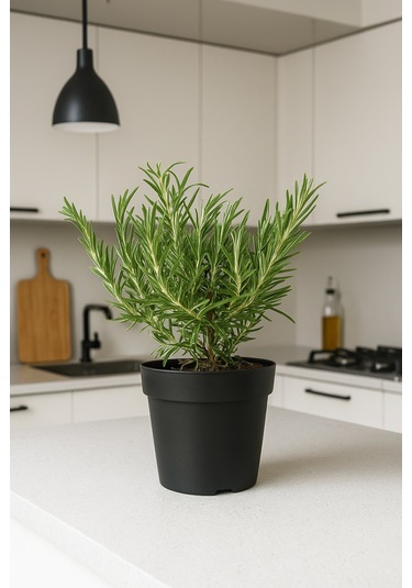 Saksıda Biberiye 3 Adet - Mutfakta Hazır Biberiye Rosmarinus