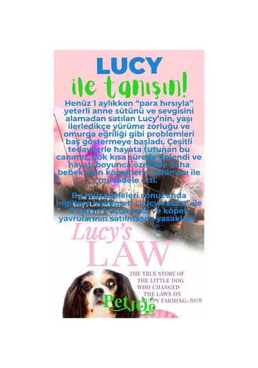 Petjoo 11.Lucy Yeşil-Mavi Qr'lı Köpek Künyesi