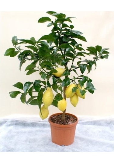 Bodur Bonsai Limon Ağacı Tohumu Yetiştirme Kiti