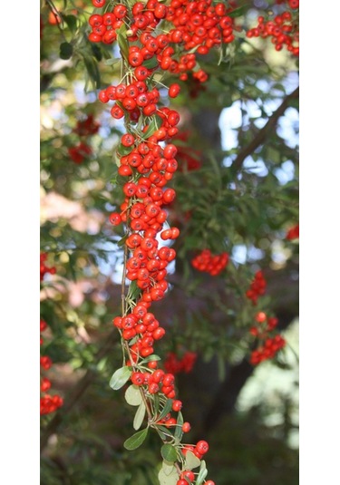 Bahçevilya 2 Yaşında Kırmızı Bodur Ateş Dikeni Fidanı