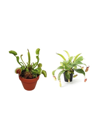 Venus Fly Trap + Nepentes Etobur Bitki Tohumu Etçil Sinek Kapan