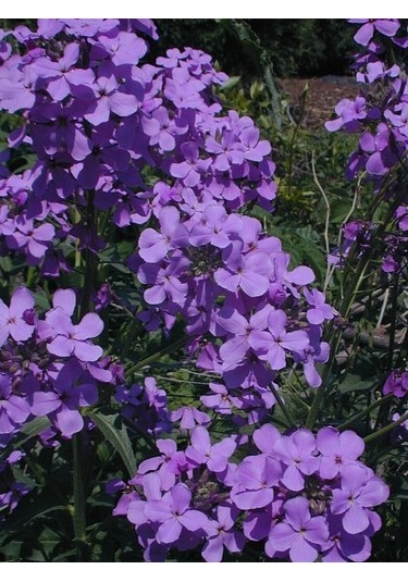 150+ Dames Rocket Mis Kokulu Çiçek Tohumu N111083