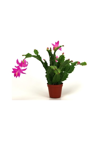 Yılbaşı Çiçeği,yılbaşı Kaktüsü,fuşya Koyu Pembe 7 Cm Saksıda