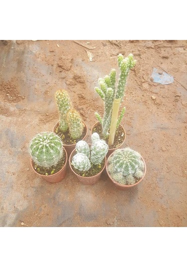 5 Adet Farklı Kaktüs Pakedi. 5.5 Cm Saksıda