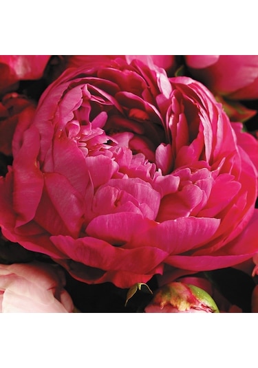 Kırmızı Peonies Festiva Şakayık Çiçeği Yumrusu 1 Adet