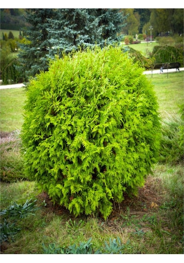 Limon Çamı Limoni Servi Fidanı 30 50 Cm 3 Adet Tüplü Cupressus Macrocarpa Goldcrest