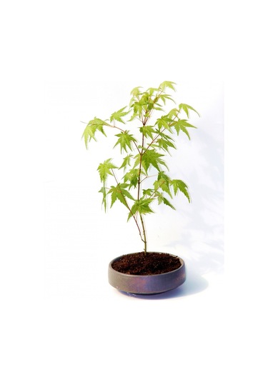 Bonsai Japon Akçaağacı Acer Palmatum Gri Saksıda 2 Adet
