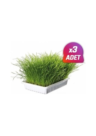 3 Adet - Trixie Yavru Ve Yetişkin Kedi Çimi (Yumuşak)