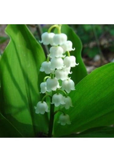 Saksı Çiçek Gübresi 1 KG Sıvı Organik Gübre (Sebze/Meyve Için)