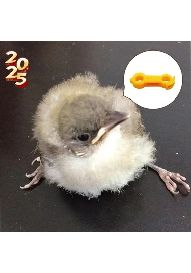 Willowhaven 7 Adet Civciv Bacak Desteği, Yeni Doğan Kuşlar İçin