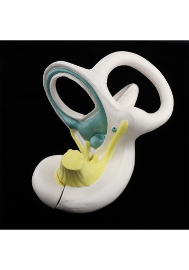 Suntek Büyütülmüş İnsan Kulağı Labirent Anatomik Yapı