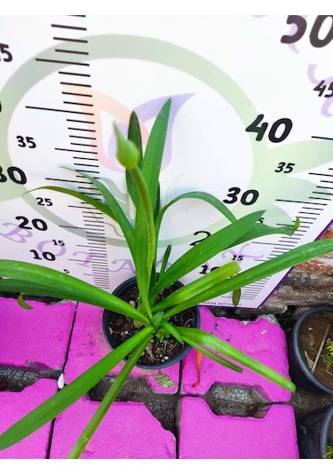 Afrika Zambağı African Lily - Beyaz Ve Kokulu Bahçe Çiçeği