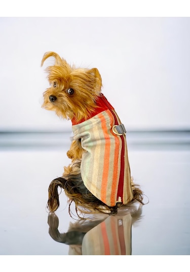 Kemique Stripe Orange Su İtici Köpek Yağmurluğu