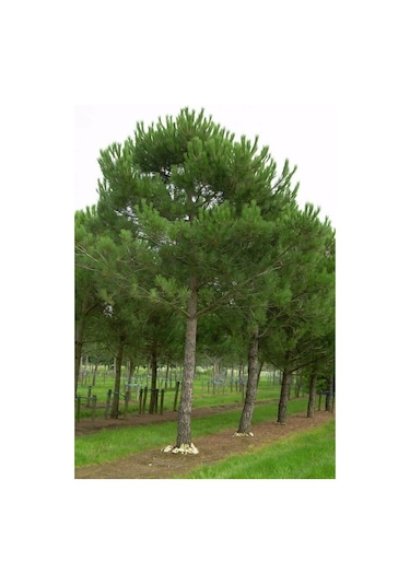 SAKSILI FISTIK ÇAM FİDANI BOY 70-90CM