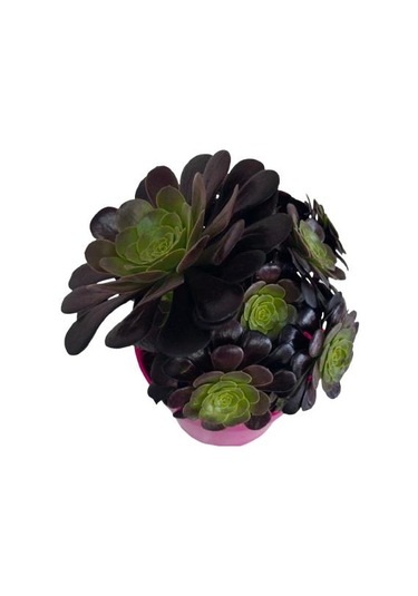 Aeonium Velour 15 Cm Lik Saksıda